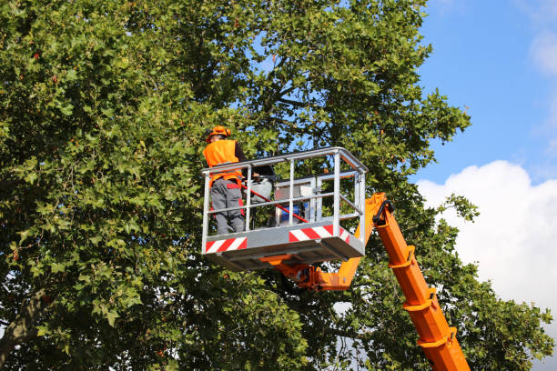 How Our Tree Care Process Works  in Lochbuie, CO